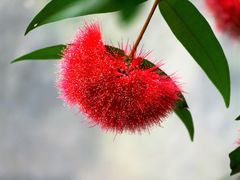 -中国科学院华南植物园