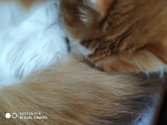 -猫的茶·猫咖