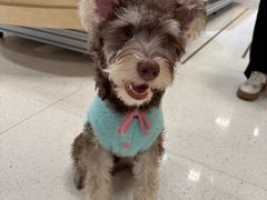 -帕帕拉兹宠物(亚洲旗舰店)