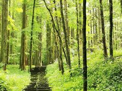 -武陵山森林公园