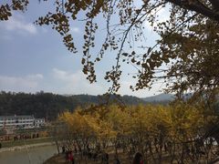 -千年银杏谷文化旅游区