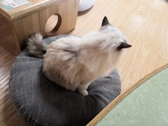 -猫和宫(六道口店)