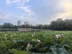 -莲花池公园