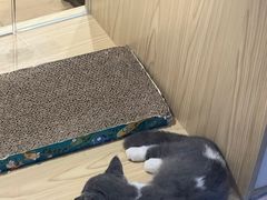 -屋虎猫馆(宝安大仟里店)