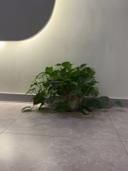 -VE专注问题肌·赛诺龙&科学美肤中心