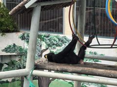 -西霞口神雕山野生动物世界