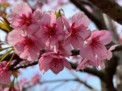 -顾村公园