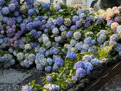 -Blue Concept Cafe&Farm·關於藍