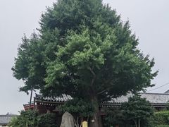 -浅草寺