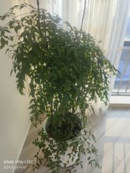 -HEYAN荷妍专业脱毛连锁机构