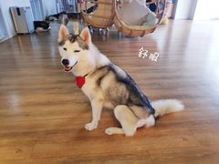 -Husky Go! 哈士奇体验馆·宠物咖啡厅狗咖