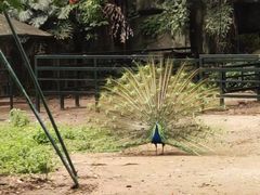 -宠物星动物医院·眼科·异宠·猫科(江南大道总院)