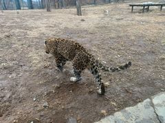 -大连森林动物园