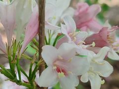 -永定河休闲森林公园