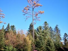 -五营红松林海景区