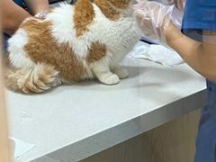 -四月宠物医院·猫专科·心脏专科·内科(转塘店)