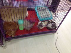 -爱宠屋pet shop·宠物洗澡·宠物美容