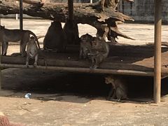-广东茂名森林公园