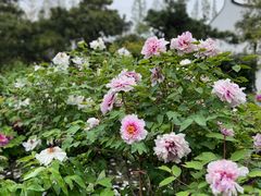 -龙华寺