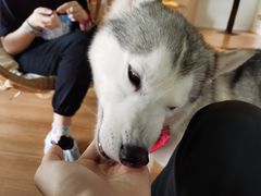 -Husky Go! 哈士奇体验馆·宠物咖啡厅狗咖