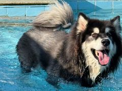 -趣玩宠物乐园寄养训犬训狗游泳池