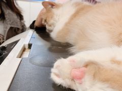 -三花喵·撸猫购宠·宠物生活馆(虹桥南丰城店)