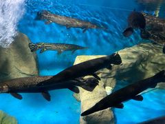 -泉州海丝野生动物世界