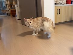 -悠尼宠物·独立低压伊珊娜洗护·美容·寄养(兰谷路店)