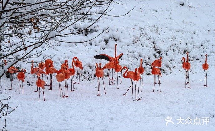火红与雪白