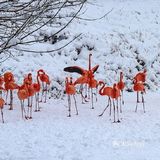 火红与雪白