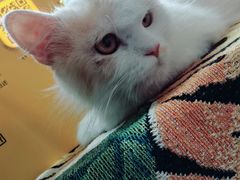 -平行世界·猫咖(首经贸店)