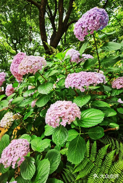 北外滩滨江绿地图片