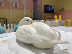 -RU DUCK柯尔鸭公社·撸鸭俱乐部·羊驼·小香猪
