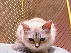 -藏猫猫咖啡主题馆(中央大道店)