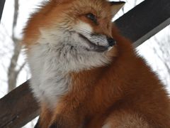 -宫城藏王狐狸村