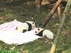 -成都大熊猫繁育研究基地