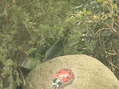 -上海鲜花港