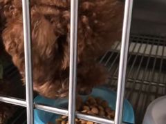 -伟伟宠物医院·CT影像中心·瑞派犬猫综合性门诊(汉口总院)