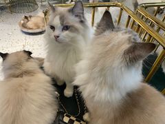 -喵喵咪呀布偶猫咖(春熙路店)