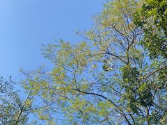 -火炉山森林公园