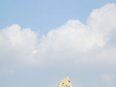 -空港花田景区