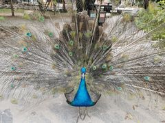 -瑞丽独树成林风景区