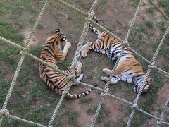 -西霞口神雕山野生动物世界