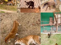 -西霞口神雕山野生动物世界