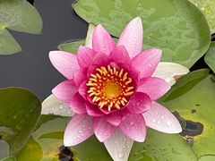 -莲花池公园