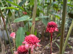 -中国科学院西双版纳热带植物园