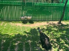 -西霞口神雕山野生动物世界