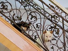 -喜柴咖啡·柴犬狗咖