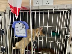 -芭比堂宠物医院·全科爱猫医院·仁德分院