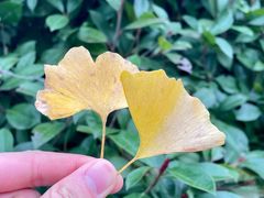-黄陂区野村谷景区